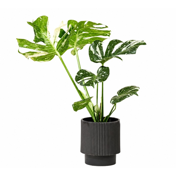 Planta naturala Monstera Thai Constellation inaltime 60cm, exemplar mare
