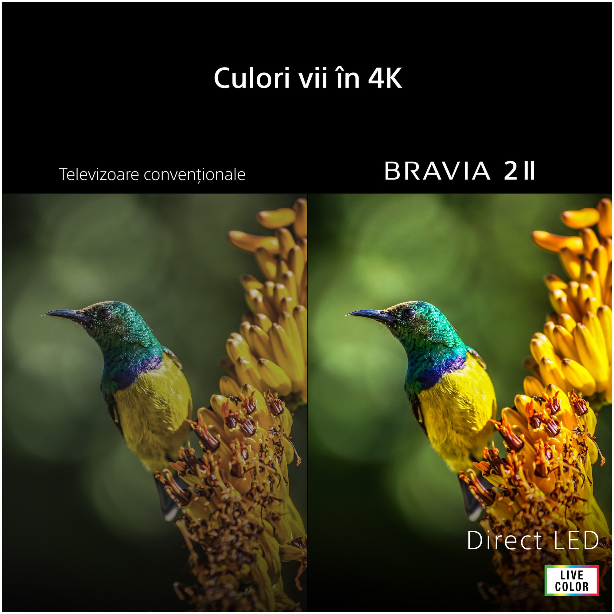 Sony BRAVIA II 43S25M2 — imaginea 6
