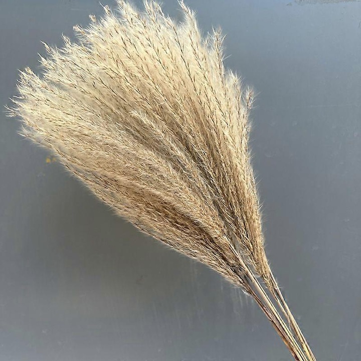 20 db természetes szárított tulipán virág szett, többszínű, 50cm