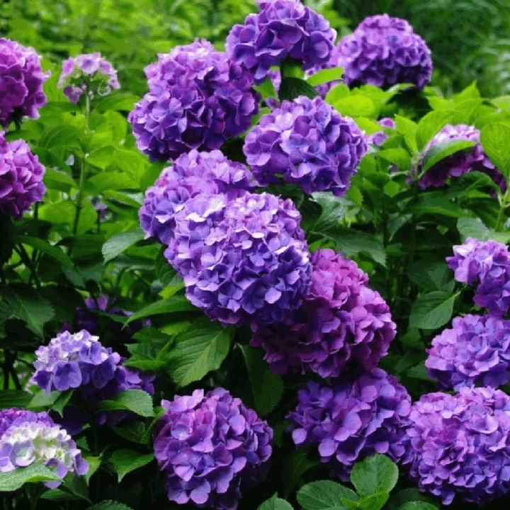 Hortensia (Hydrangea macrophylla) – arbust ornamental, flori mov, ghiveci