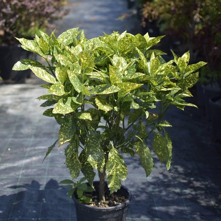 Aucuba Japonica (Aucuba japonica) – arbust ornamental pentru umbra, frunzis persistent, ghiveci 3L, 1 m
