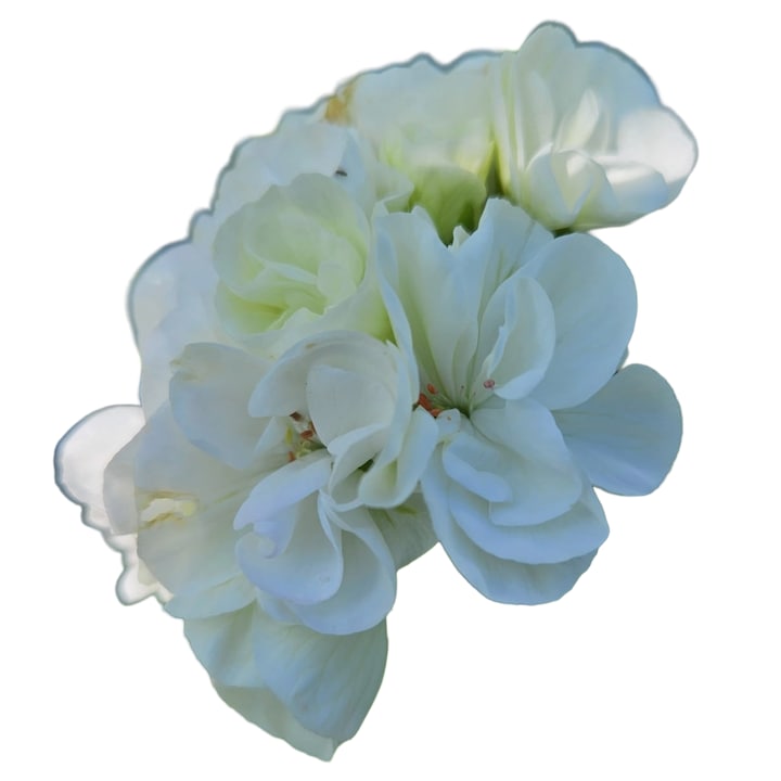 Planta la ghiveci Muscata cu flori albe duble (Pelargonium)