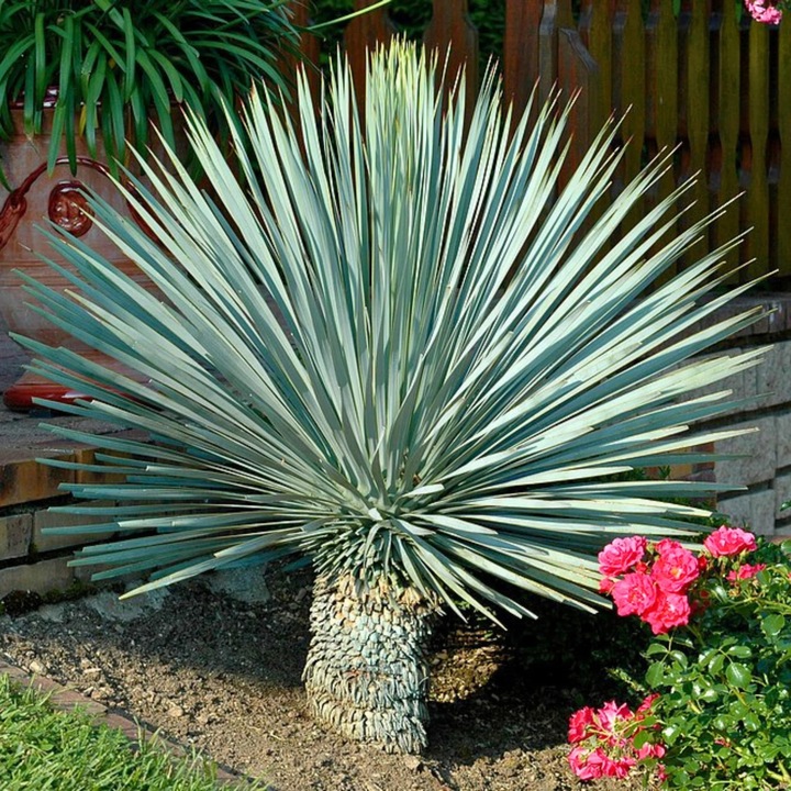 Yucca rostrata, 5 mag szett, fagyálló, 4-5m, kék-ezüst