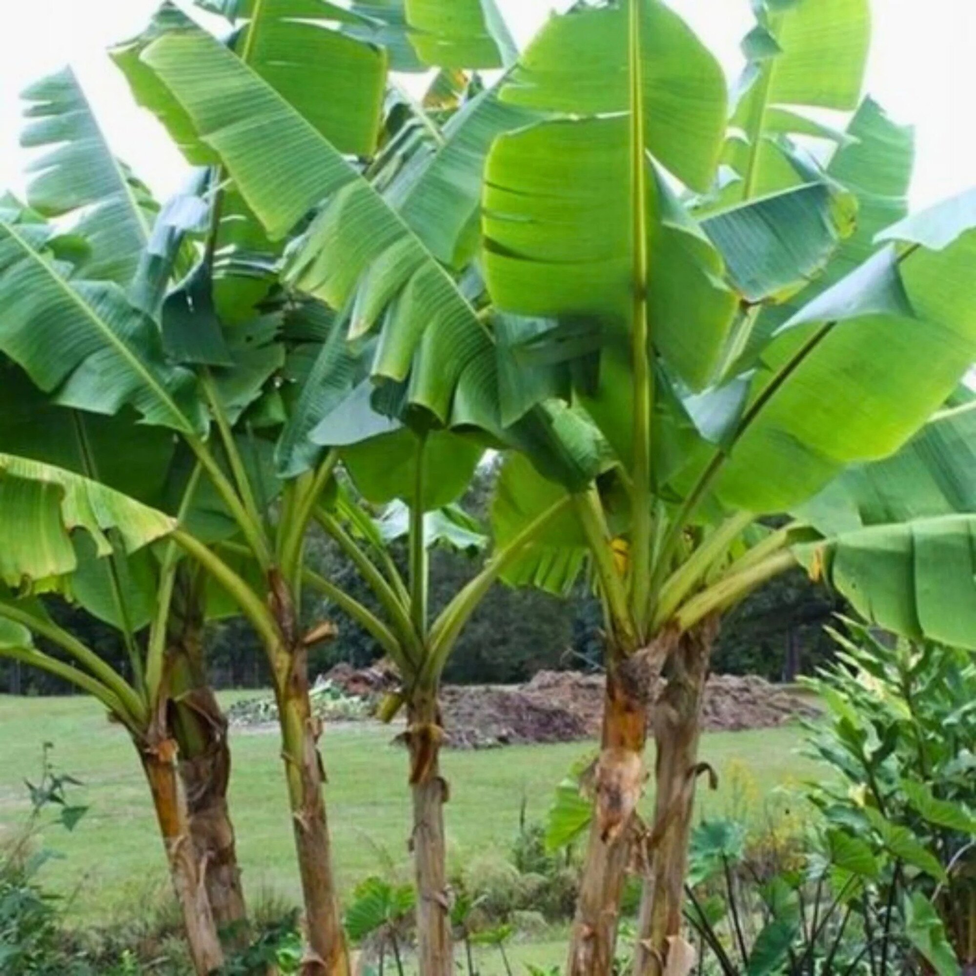 Seminte bananier sikkimian, 100 buc, verde, 6m - eMAG.ro