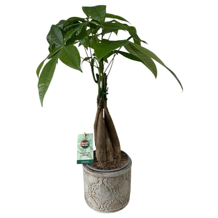 Pachira-planta banilor