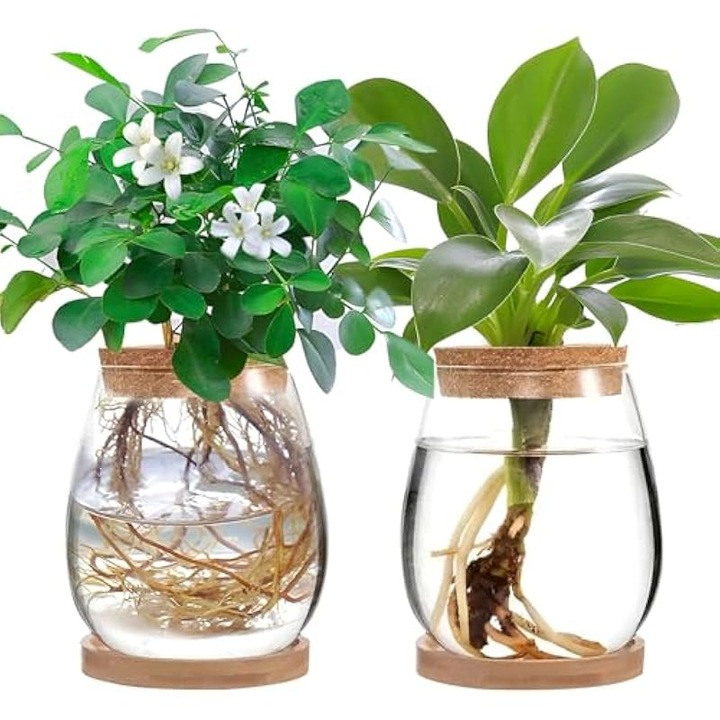 bambus pflanzenshop Bambus schwarz - Phyllostachys nigra