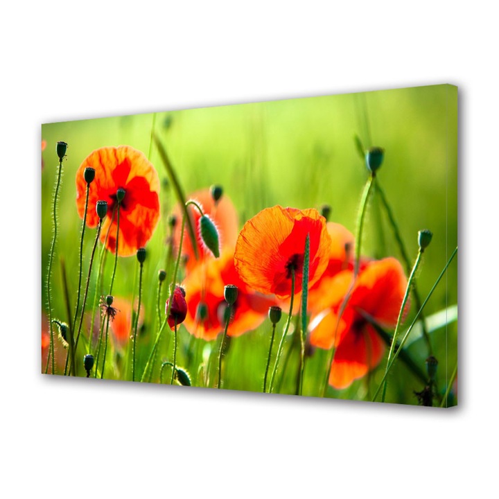 Tablou VarioView MoonLight Fosforescent Luminos in intuneric Flori Maci frumosi, 20 x 30 cm