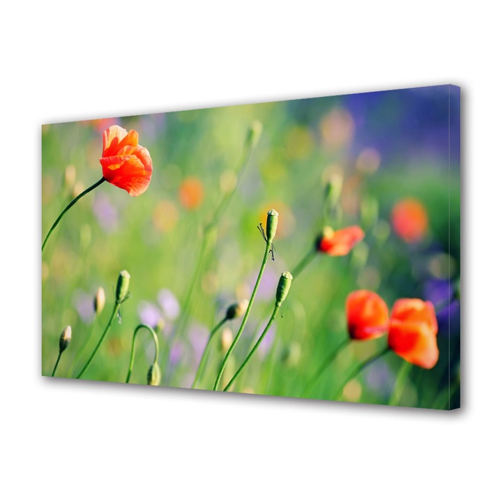 Tablou VarioView MoonLight Fosforescent Luminos in intuneric Flori Maci de camp, 20 x 30 cm