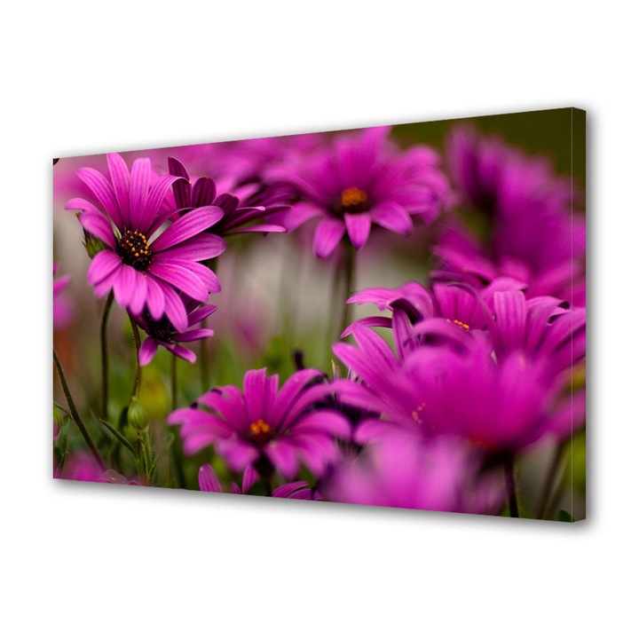 Tablou Canvas Luminos in intuneric VarioView LED Flori Margarete roz 40 x 60 cm