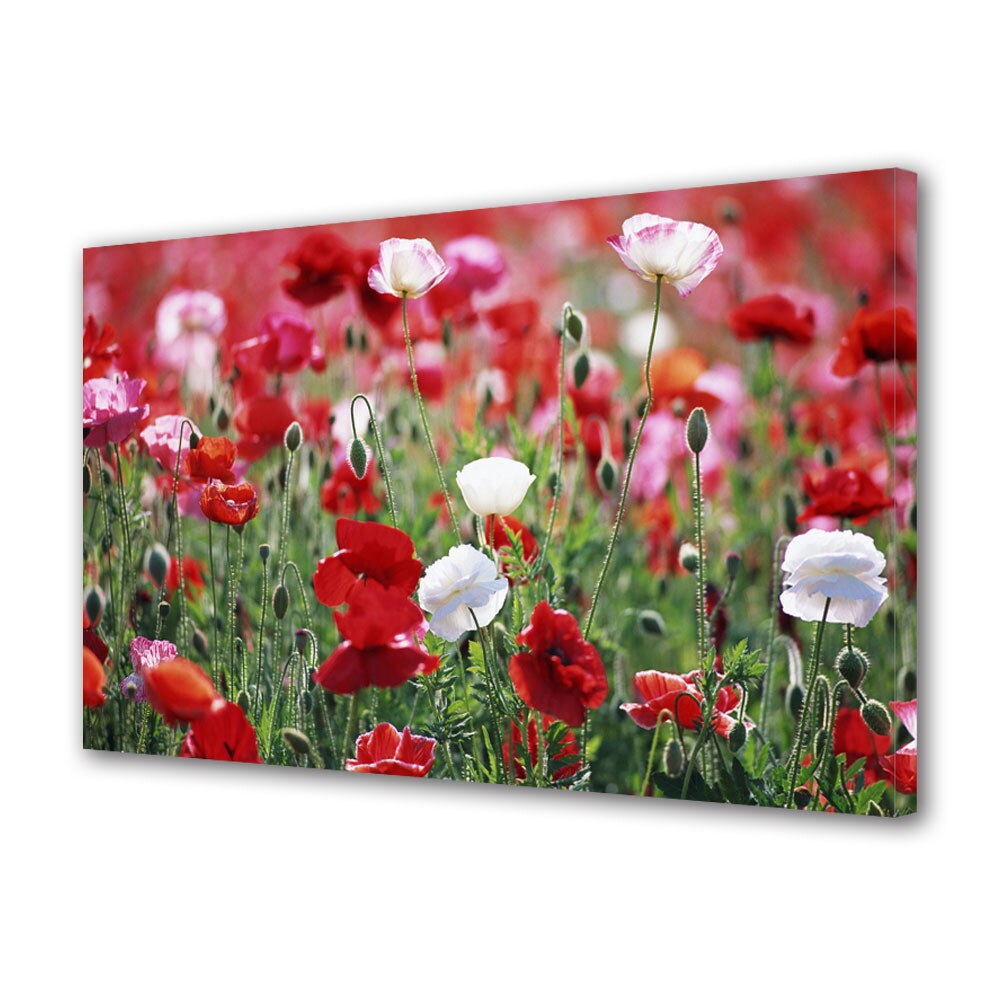 Tablou Canvas Luminos in intuneric VarioView LED Flori Camp de maci 30 x 45 cm