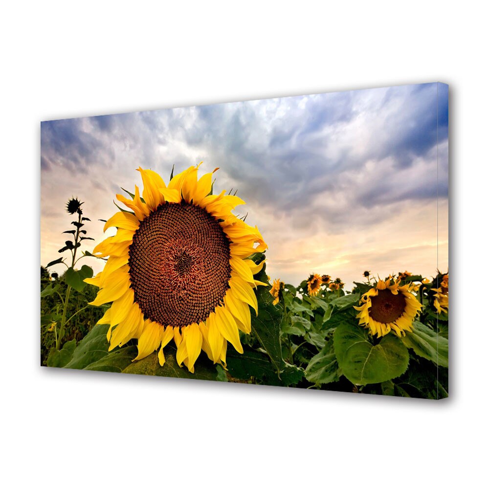 Tablou Canvas Luminos in intuneric VarioView LED Flori Camp de floarea soarelui 30 x 45 cm