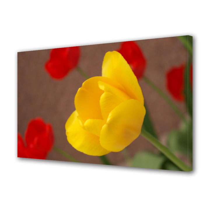 Tablou Canvas Luminos in intuneric VarioView LED Flori Lalele inflorite 30 x 45 cm