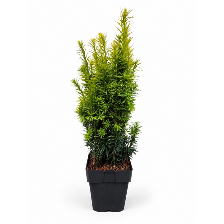 Taxus baccata ‘David’ – 2,5 L-es cserép