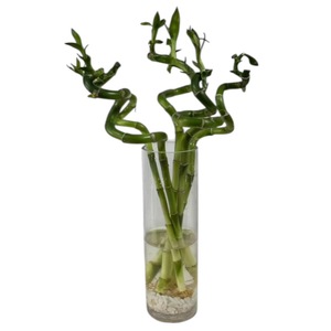 louis vuitton cactus garden kaufen CA# Inspired by * Cactus Garden by Louis Vuitton [UN] – GoldStarFragrances main image 1