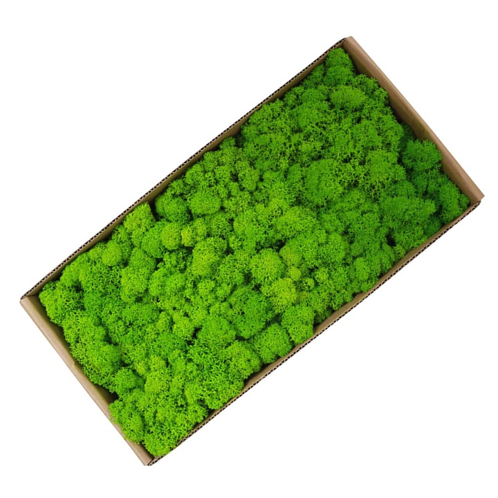 Dekoratív tartósított moha, 500g, zöld