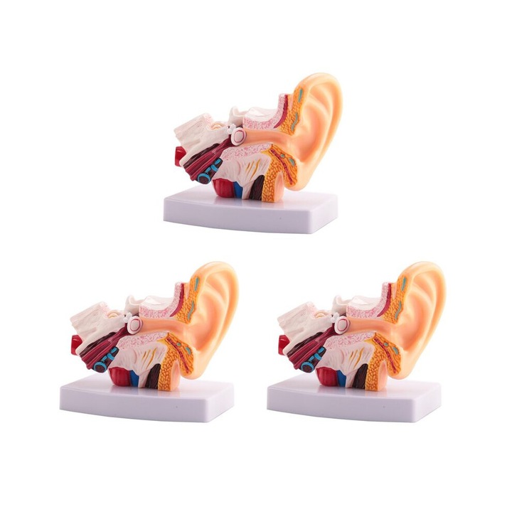 3 darabos emberi fül modell készlet, PVC, 11x8x12cm, többszínű