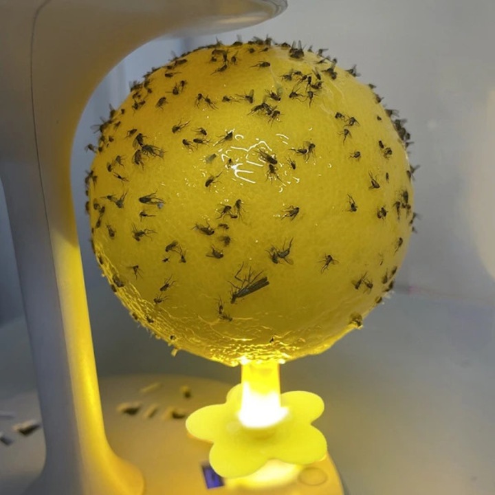 Capcane pentru insecte de interior, lipicioase, pentru tantari si muste, set