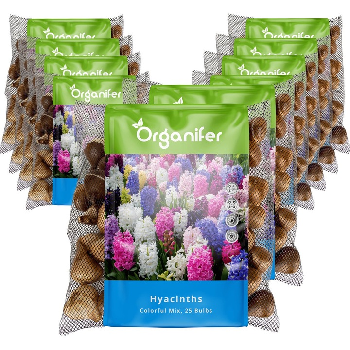 Organifer Bulbi Zambile Mix Culori XXL 16-17 cm Parfumate 250 Buc