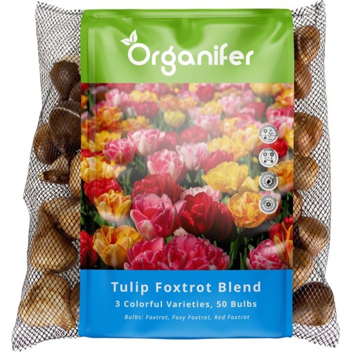 Organifer Bulbi Lalele Foxtrot Mix XXL 12 cm Flori Duble 50 Buc
