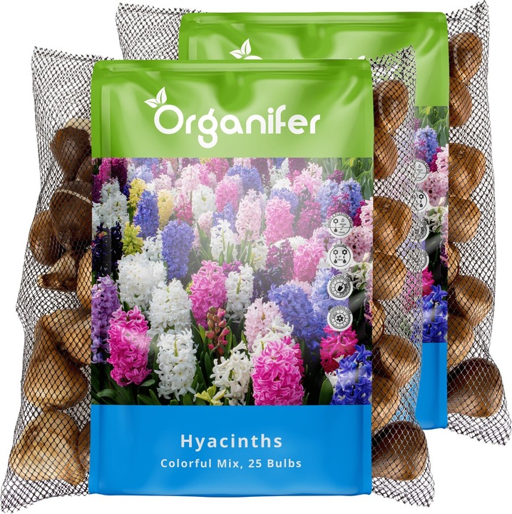 Organifer Bulbi Zambile Mix Culori XXL 16-17 cm Parfumate 50 Buc