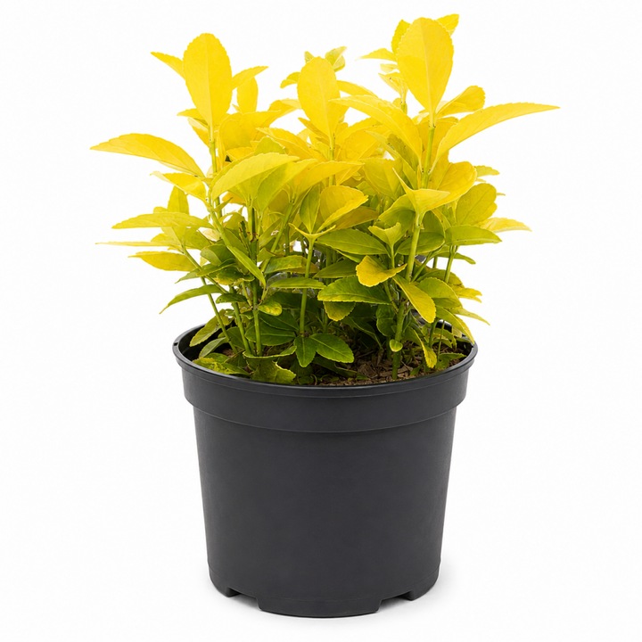 Euonymus japonicus 'Eldorado' dísznövény, zöld levelek sárga szegéllyel, 17 cm-es cserépben, 30 cm magas