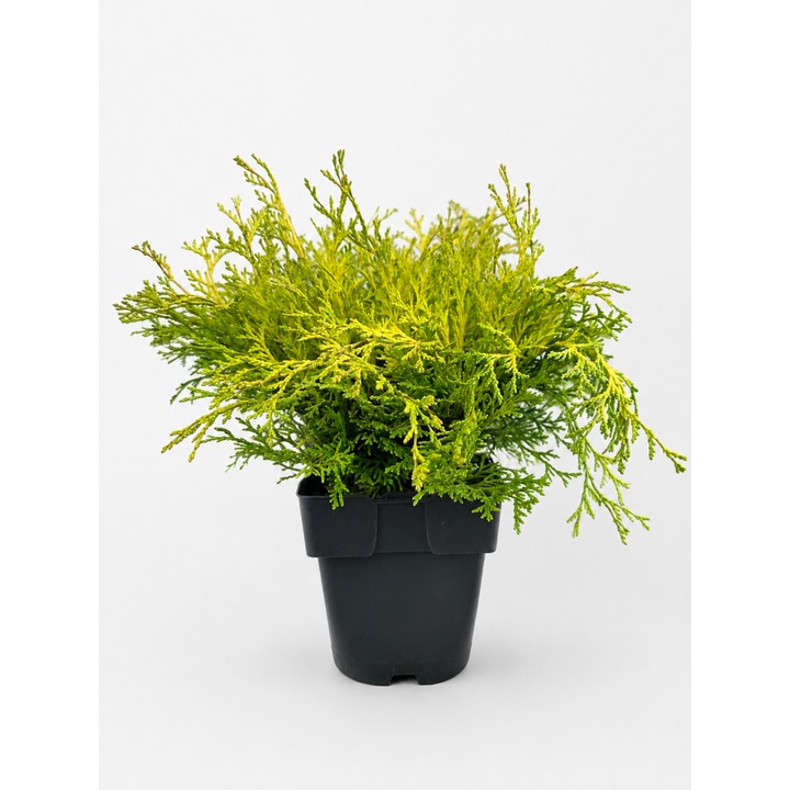 Chamaecyparis obtusa 'Kamarachiba' – ghiveci 2, 5 Litri