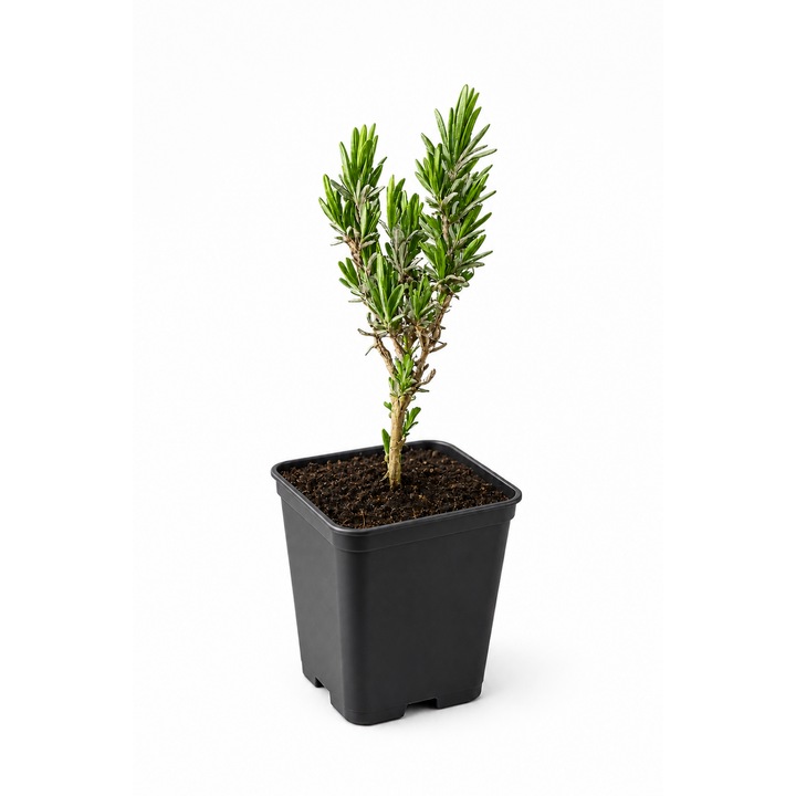 Levendula (Lavandula angustifolia) P9-es cserépben