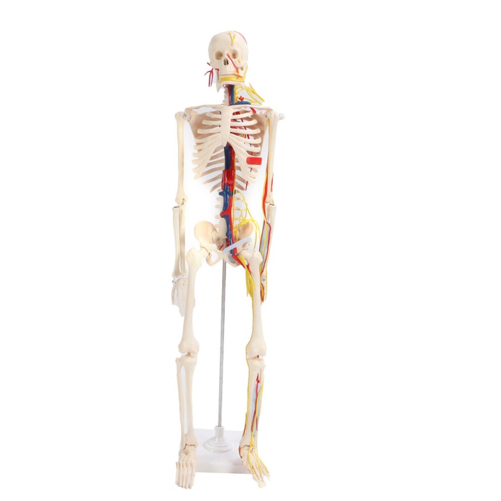 Emberi csontváz modell 85cm, szétszedhető, állvánnyal, PVC