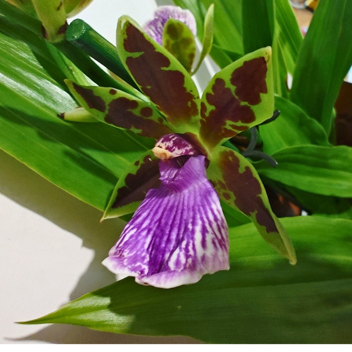 Orhidee Zygopetalum — orhidee cu parfum extrem de intens, asemanator zambilei