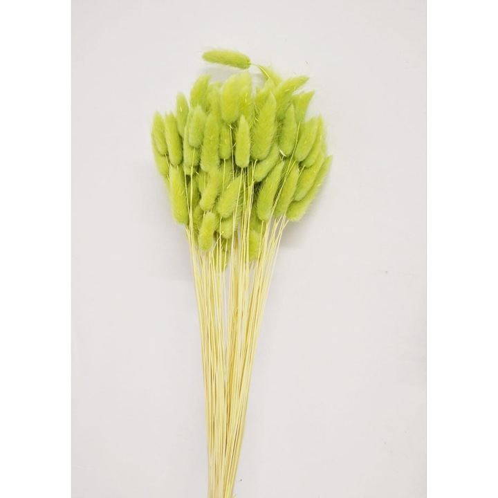 Buchet Lagurus Spring Green Premium