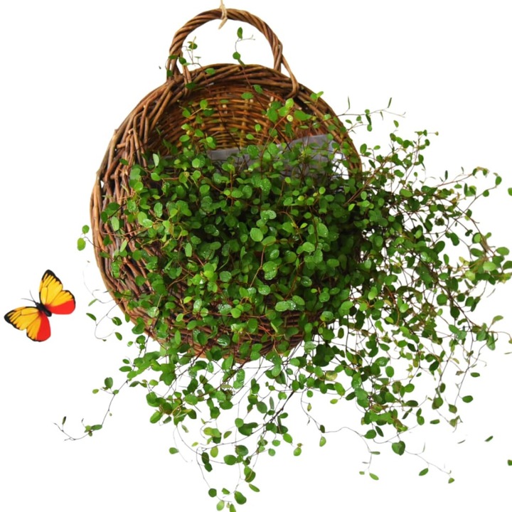 Cos de perete/ghiveci din ratan, cu dubla functie ca organizator si suport pentru plante, impletitura durabila, stil pastoral, natural, 1 buc
