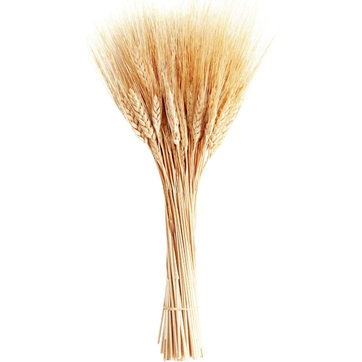 Spice de grau uscate 100 fire, 50cm, natural, decor toamna