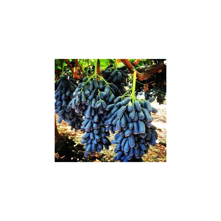 Seminte de struguri negri, samanta pentru plantare, fara modificari genetice (Non-GMO), ecologice, de soi heirloom, ideal pentru gradinarit casnic, Negru, 100 seminte