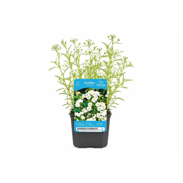 Achillea ptarmica White cserépben, Moerings