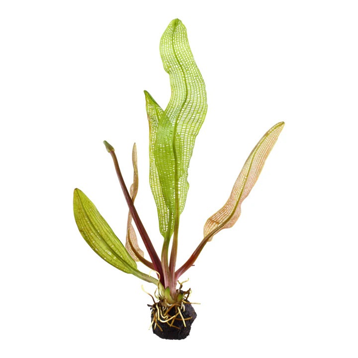 Természetes akváriumi növény, Tropica, Aponogeton madagascariensis, gumó