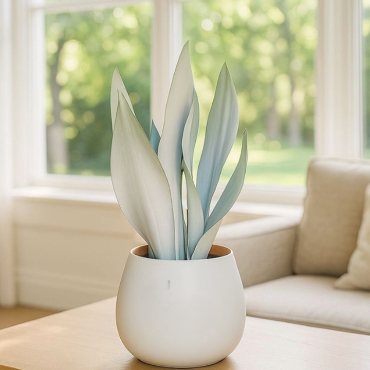 Sansevieria Moonshine, plantă decorativă, verde-argintie, 12cm diametru ghiveci, 35-40cm înălțime
