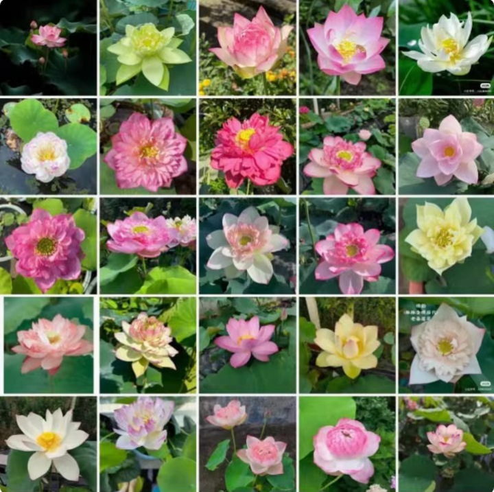 Seminte nufar si lotus, 30 bucati, multicolor, soi deschis