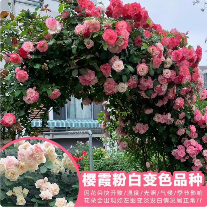 Seminte trandafir catarator Cherry Blossom CJ-AL-K0204-20260626-2900, varietate cu schimbare de culoare, infloreste tot anul, roz/alb, 1000 seminte