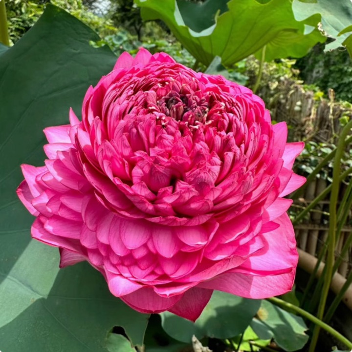 Seminte de lotus Supreme Thousand-Petal Lotus (CJ-AL-K0204-20260626-2833), roz, 30 buc.