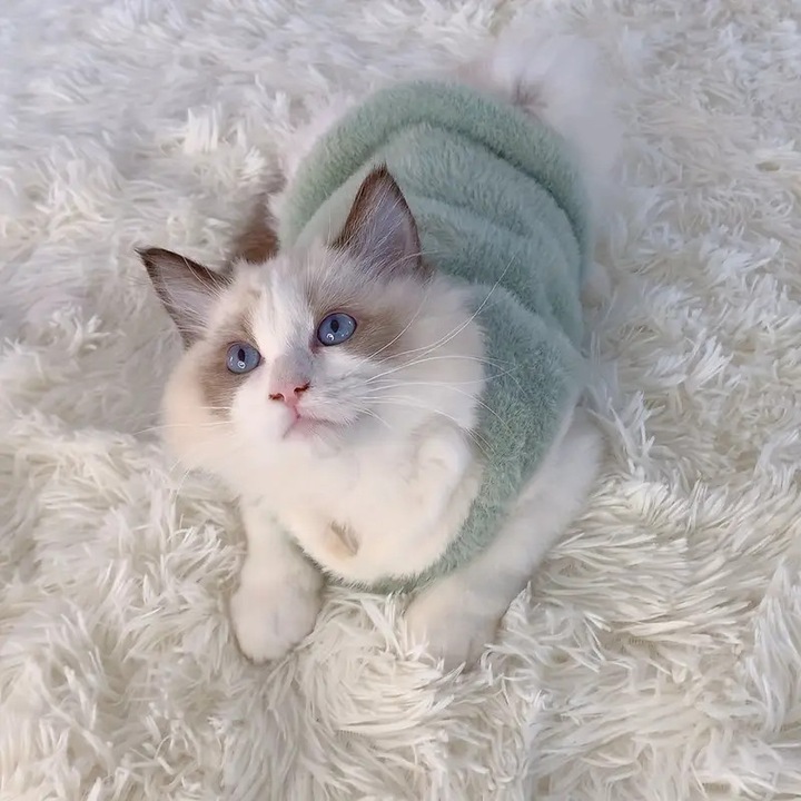 Dragut őszi és téli macska téli ruhák kutya vastag meleg mellény vedlésgátló Ragdoll kiscica kisállat mellény kisállatoknak