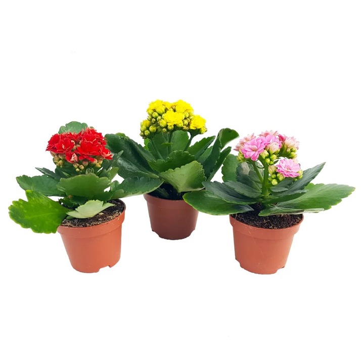 Set 3 plante Kalanchoe, H 10 cm, flori colorate, frunzis verde, pentru interior