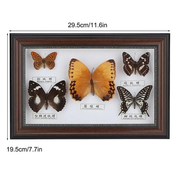 Set decorativ cu 5 fluturi reali, rame negre sau albe, 19.5x29.5x4cm