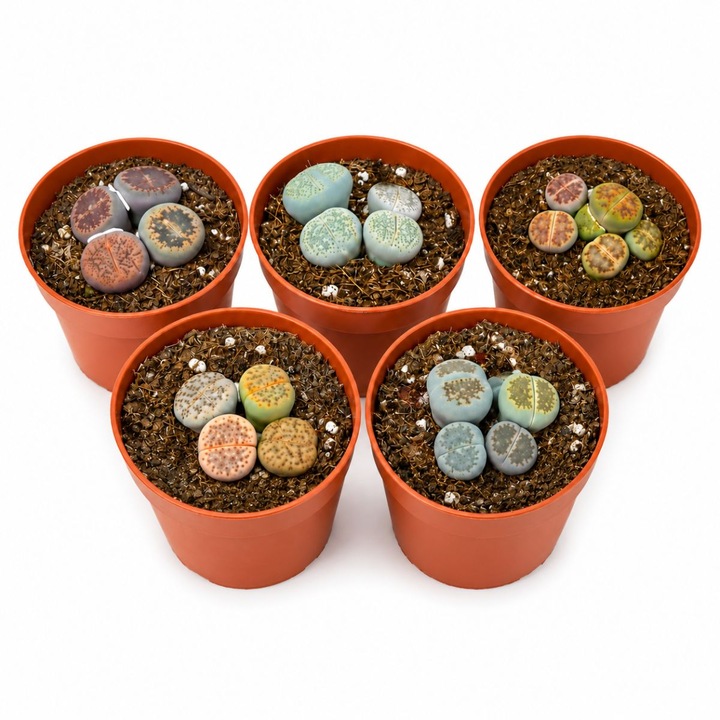 Комплект от 5 растения Lithops, В 8 см