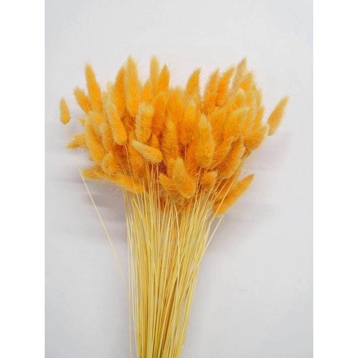 Buchet Lagurus Portocaliu