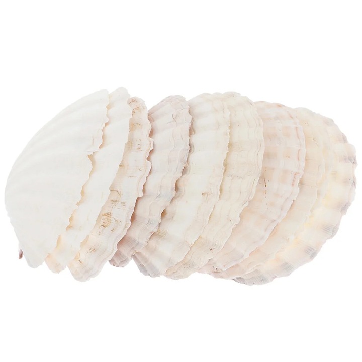 Ornament scoica naturala alba 5x5x2cm set 10 bucati