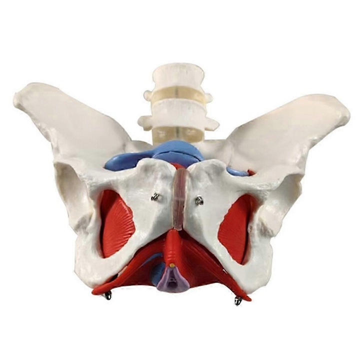 Model anatomic muschi podea pelvina feminin detasabil, multistrat, PVC elastic, 30x20x15cm