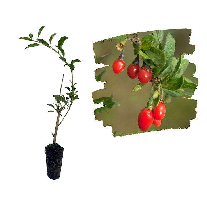 Goji 10-15cm (Rasad cu radacina libera)