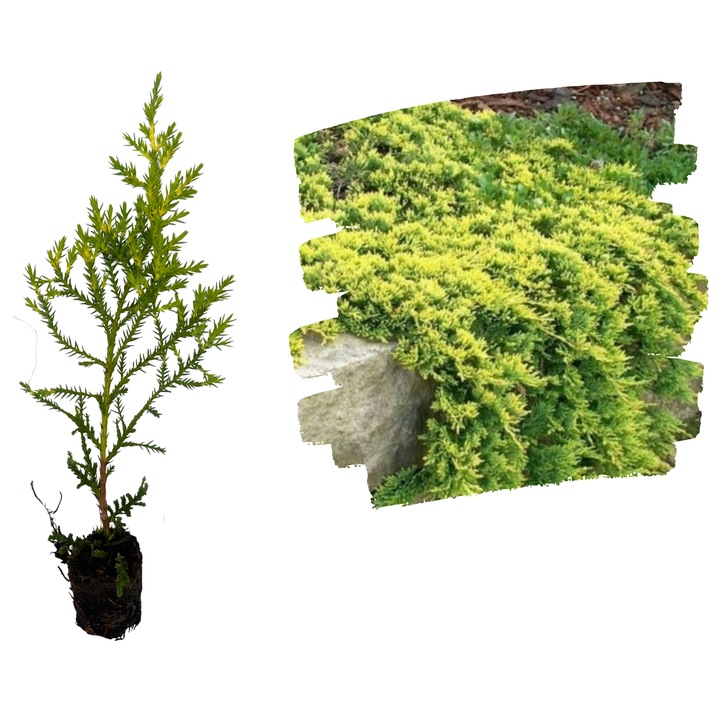 Ienupar Gold Star 5-10cm (Rasad cu radacina libera)