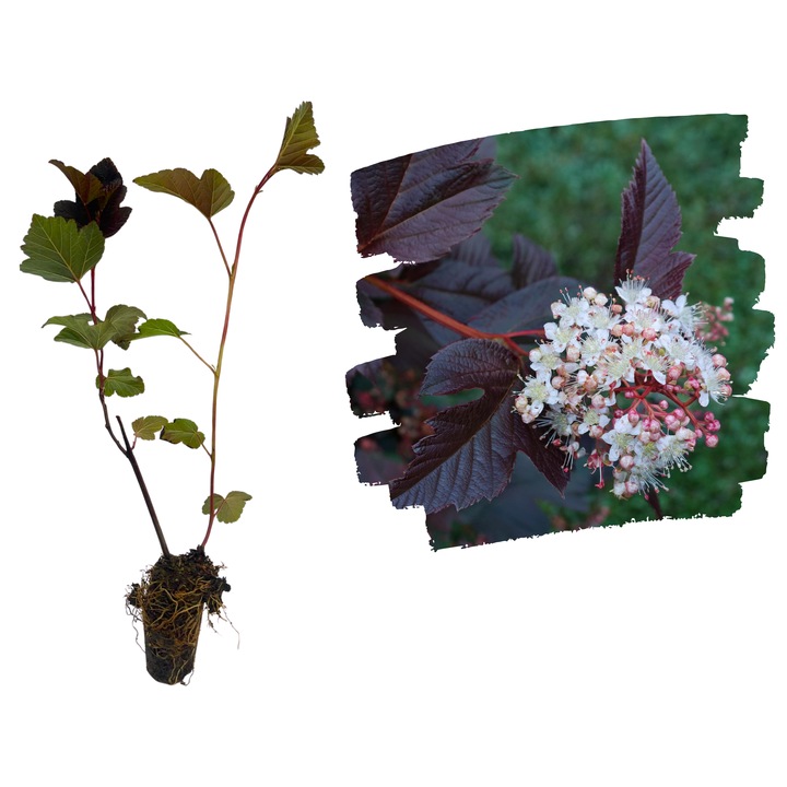 Physocarpus Red Baron 5-10cm (Rasad cu radacina libera)