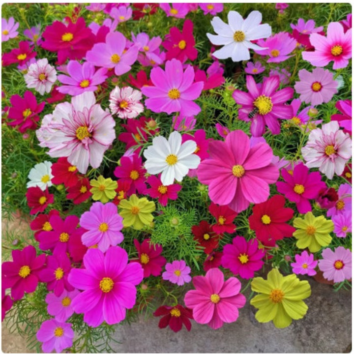 Seminte de flori Cosmos CJ-AL-K0204-20260707-176, mix multicolor, 100 seminte